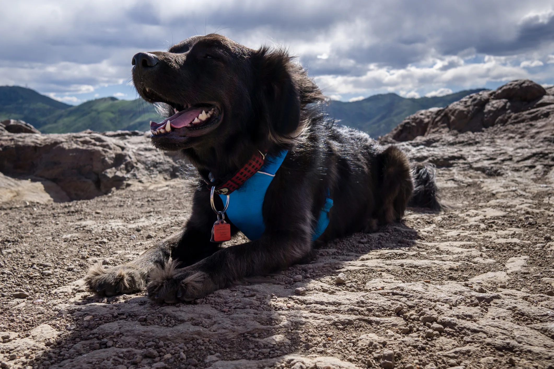 Dog-friendly campus amenity