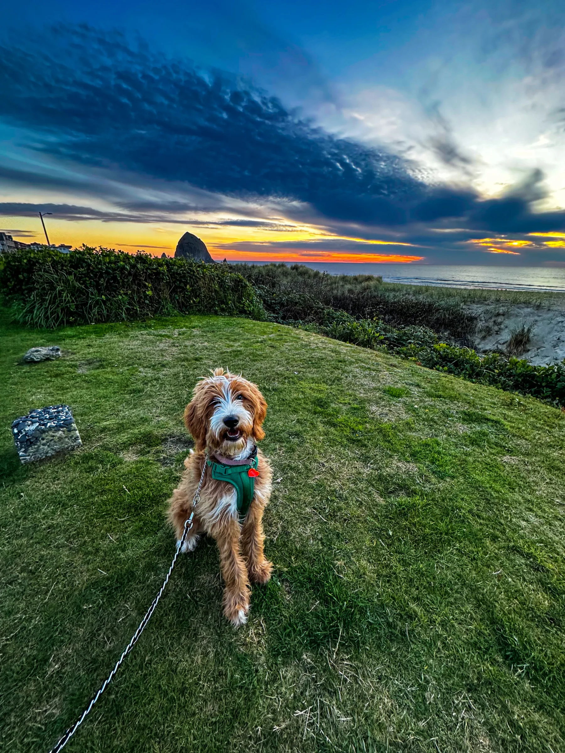 Dog-friendly West Denver living